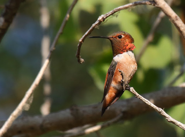 Allen's Hummingbird