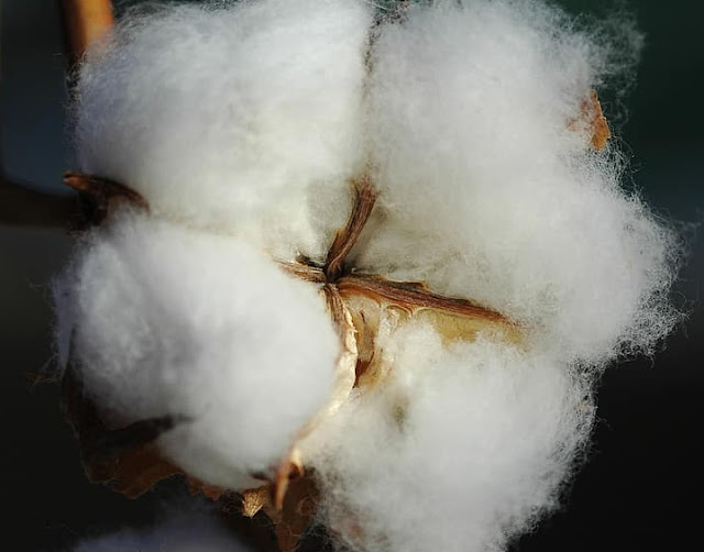 Why organic cotton is better| Comparison between organic and inorganic cotton | Points to be considered while cultivating organic cotton