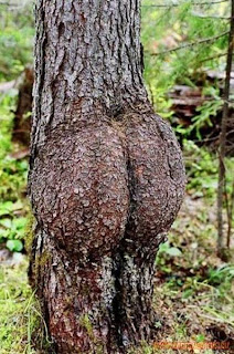 Trees adult funny  sexy