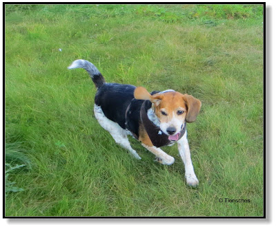 Beagle Emma