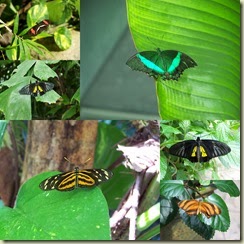 Butterfly Collage 2