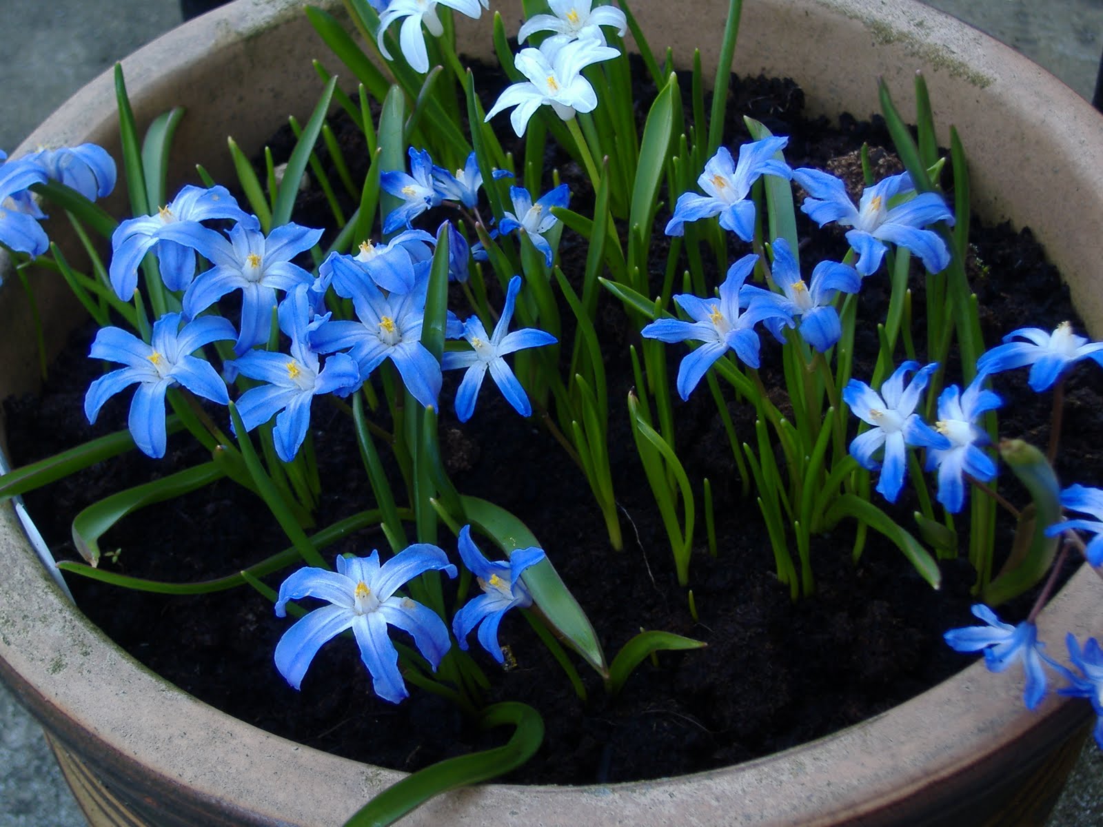 Blue Flowers Names