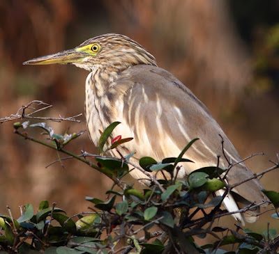 Indian Pond-Heron