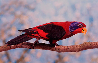 Burung Nuri Sayap Hitam suaranya keras