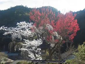 写真: 
