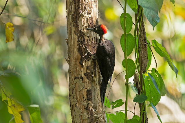 Andaman Woodpecker - Image by Aseem Kothiala