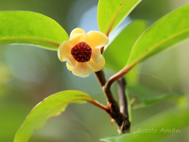 Kadsura japonica