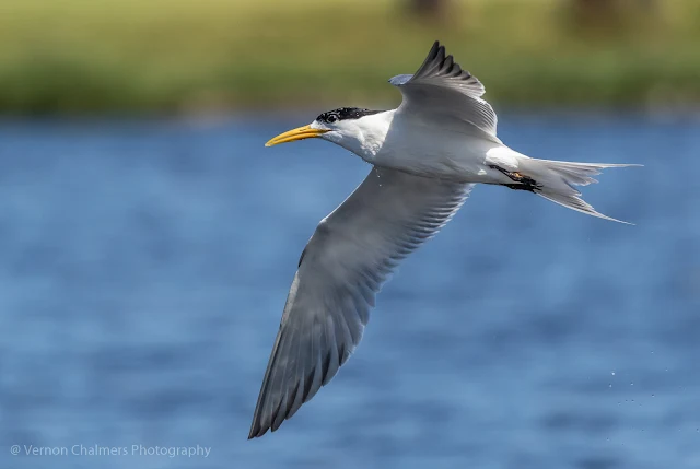 Swift Tern in Flight - Woodbridge Island