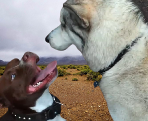 Wolf Dog Pitbull Mix Temperament, Size, Lifespan, Adoption, Price