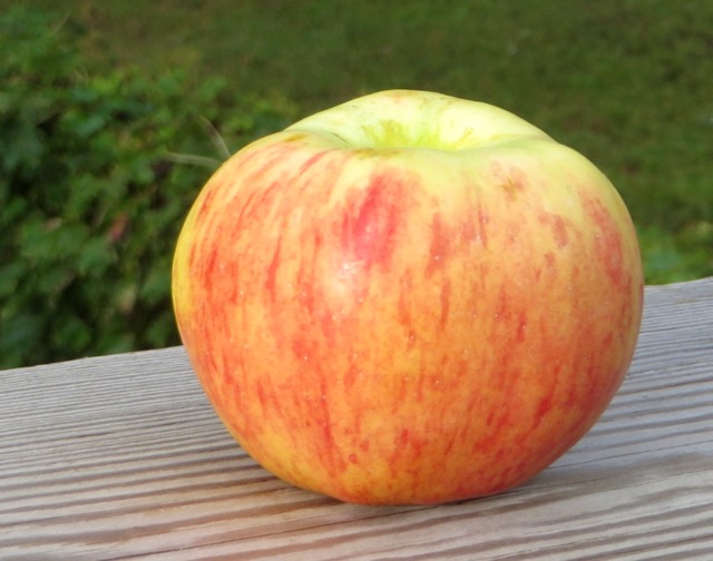 Yellow apple with red stripes