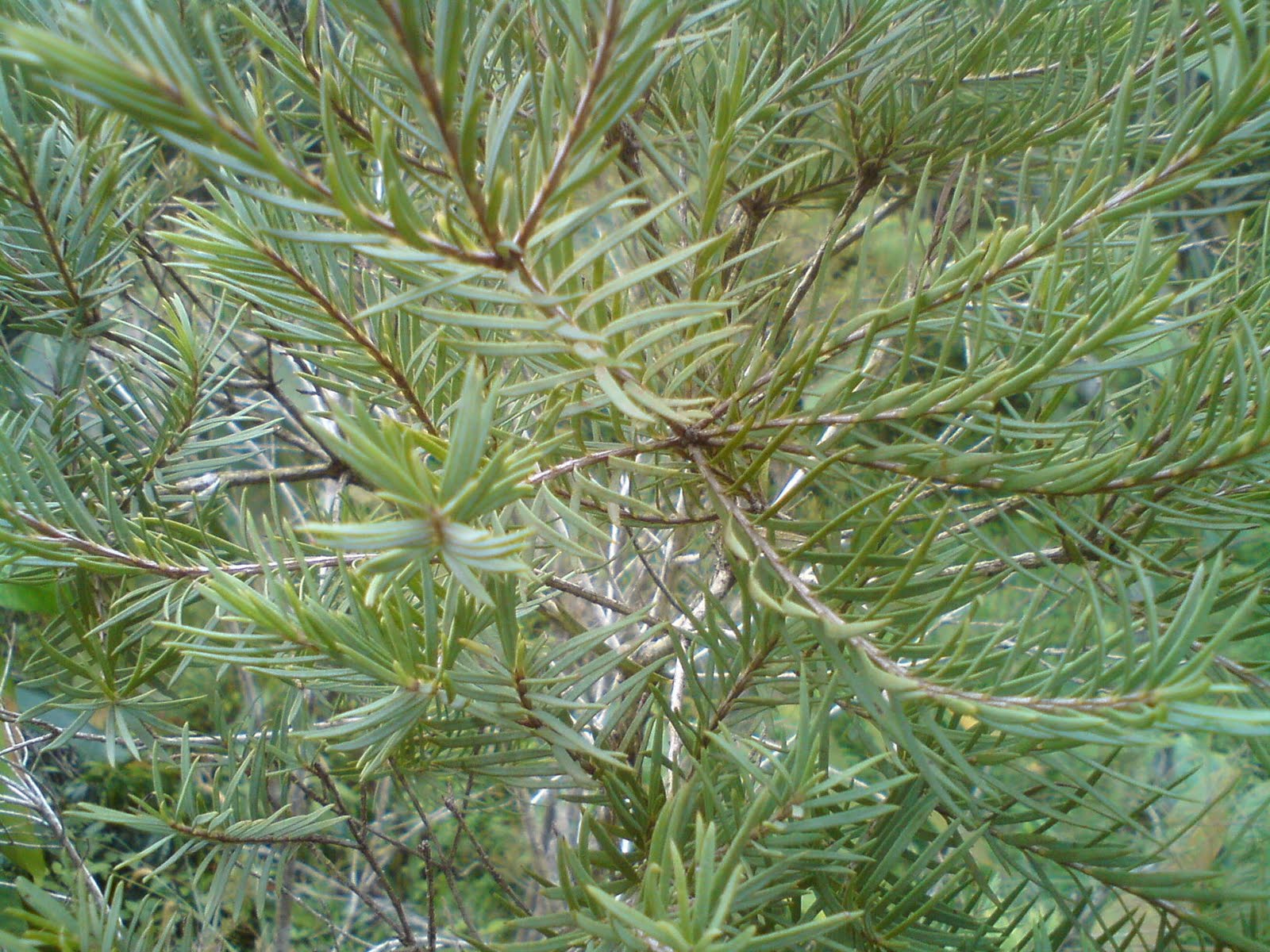 Pokok herba,bunga, ulaman dan segala jenis tumbuhan: June 2010