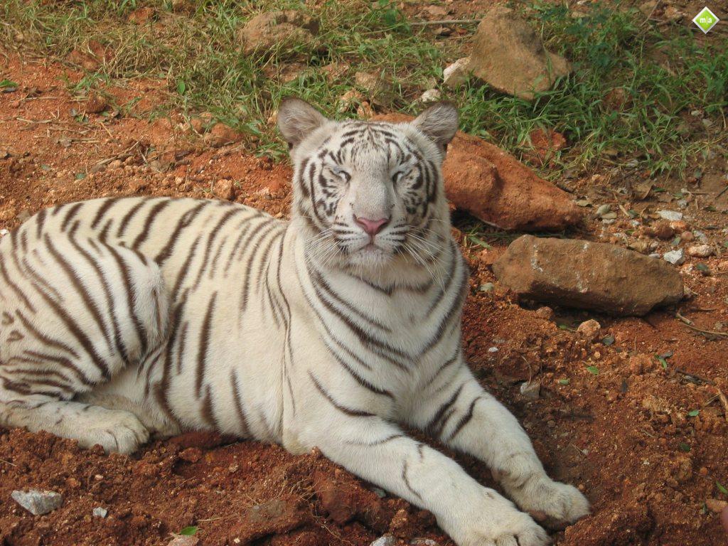 TIGER WALLPAPERS: White Tiger Wallpapers