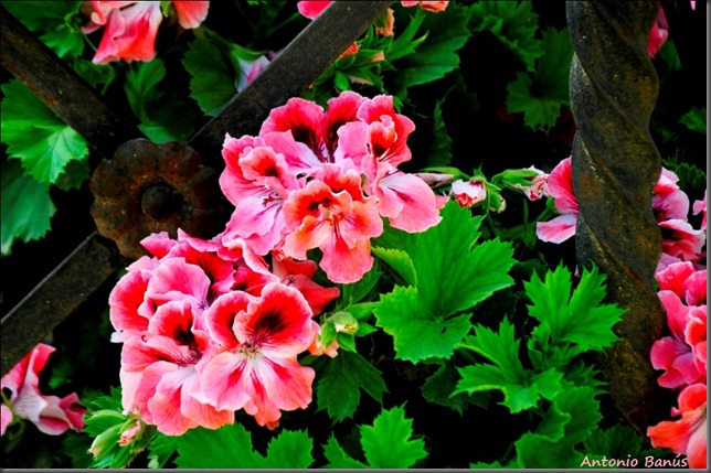 1a al_DSC4985x1