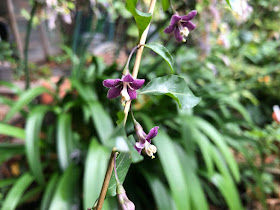 Small five petalled purple and cream flowers hang from an edible Goji berry shrub