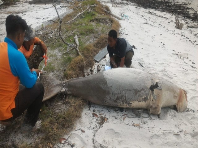  Gambar  Ikan  Duyung  Cantik Hidup dan Jadi Kartun  Terbesar