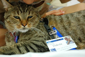 Dakota, Kucing Yang Menjadi Dokter Rumah Sakit di Texas