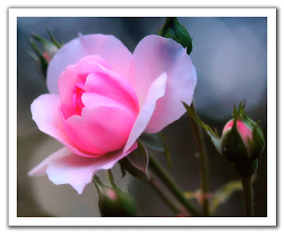 flowers wallpapers roses. wallpapers flowers rose