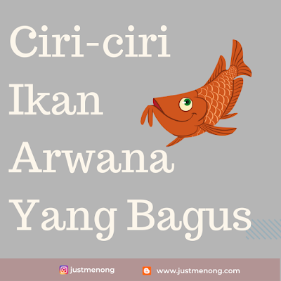 ciri-ciri ikan arwana yang bagus