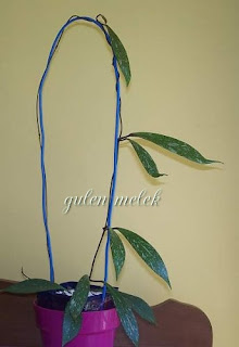 Hoya pubicalyx (royal hawaiian purple)