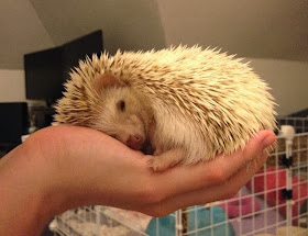Funny animals of the week - 6 December 2013 (35 pics), hedgehog sleeps on human hand