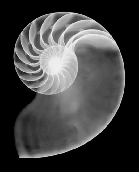 fotografia,rayos x,photographs,x rays,nick Veasey,black,white,interior,caracola