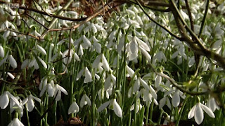 Snowdrops