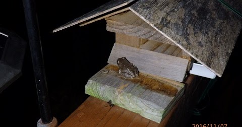 アマガエルのお話 雨の日に潜る