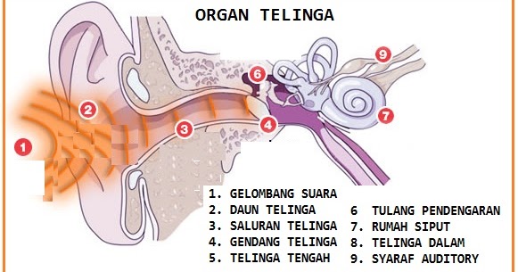 BIOLOGI GONZAGA PERJALANAN SUARA DI TELINGA 