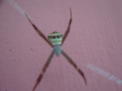 Spider