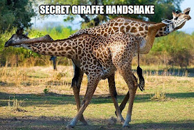 30 Funny animal captions - part 18 (30 pics), giraffe meme, secret giraffe handshake