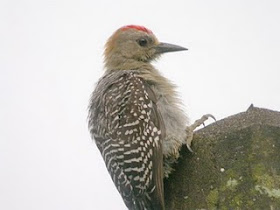 carpintero de Hoffmann (Melanerpes hoffmannii