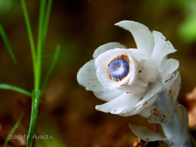 Monotropastrum humile