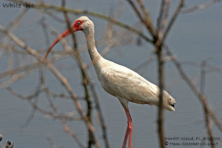 ibis blanco Eudocimus albus the family Ciconidae