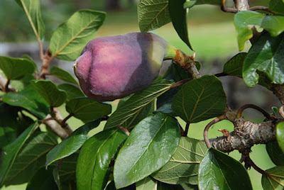 bài thuốc dân gian tốt