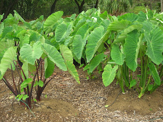 Pohon Talas Besar