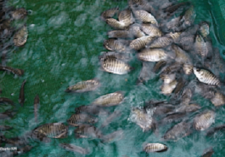 Budidaya Ikan Gurame Kolam Terpal
