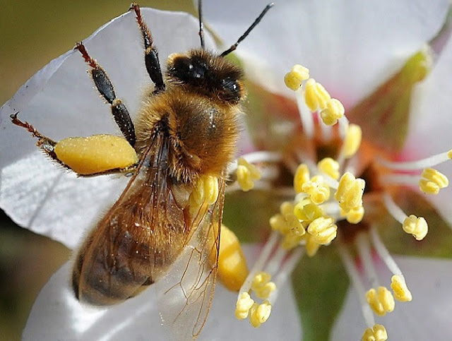 RECOLECTANDO POLEN - COLLECTING POLLEN.