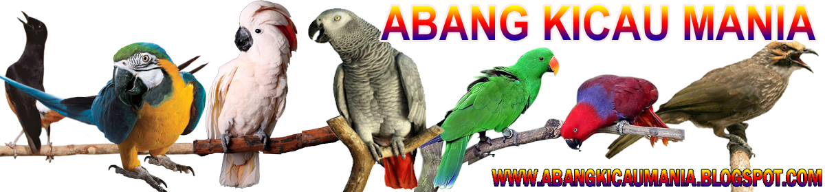 Abang Kicau Mania: Harga Jual Burung Murai Batu Medan Super Ekor Buntut 25 - 27 - 30 Cm Update ...