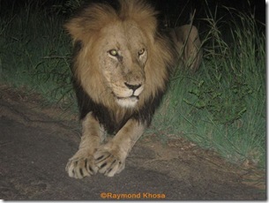 KING OF JUNGLE 025