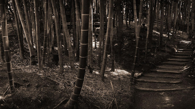 Bamboo Forest Path