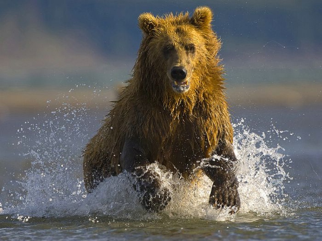 https://blogger.googleusercontent.com/img/b/R29vZ2xl/AVvXsEjWeGJhhxNEdvyHeQCscbHkMJkbQ7YW3Q24AFLKIyrWmNhpkr68phjiBTdf6j5P44ydsXRa2PrLzmO1BVEw1Axuh2hEDOXTLHvogTKqbmEiEFKKIYVLnffnCEvIYIq8F3birbR3Oahj8Pc/s1600/The-best-top-desktop-bears-wallpapers-hd-bear-wallpaper-6-brown-bear-running-through-water.jpg