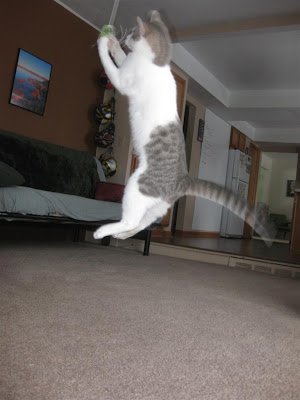 flying cat, kitten, jumping, string, leaping, catch