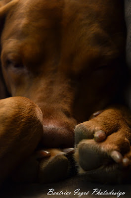 Vizsla Schlafposition Großaufnahme