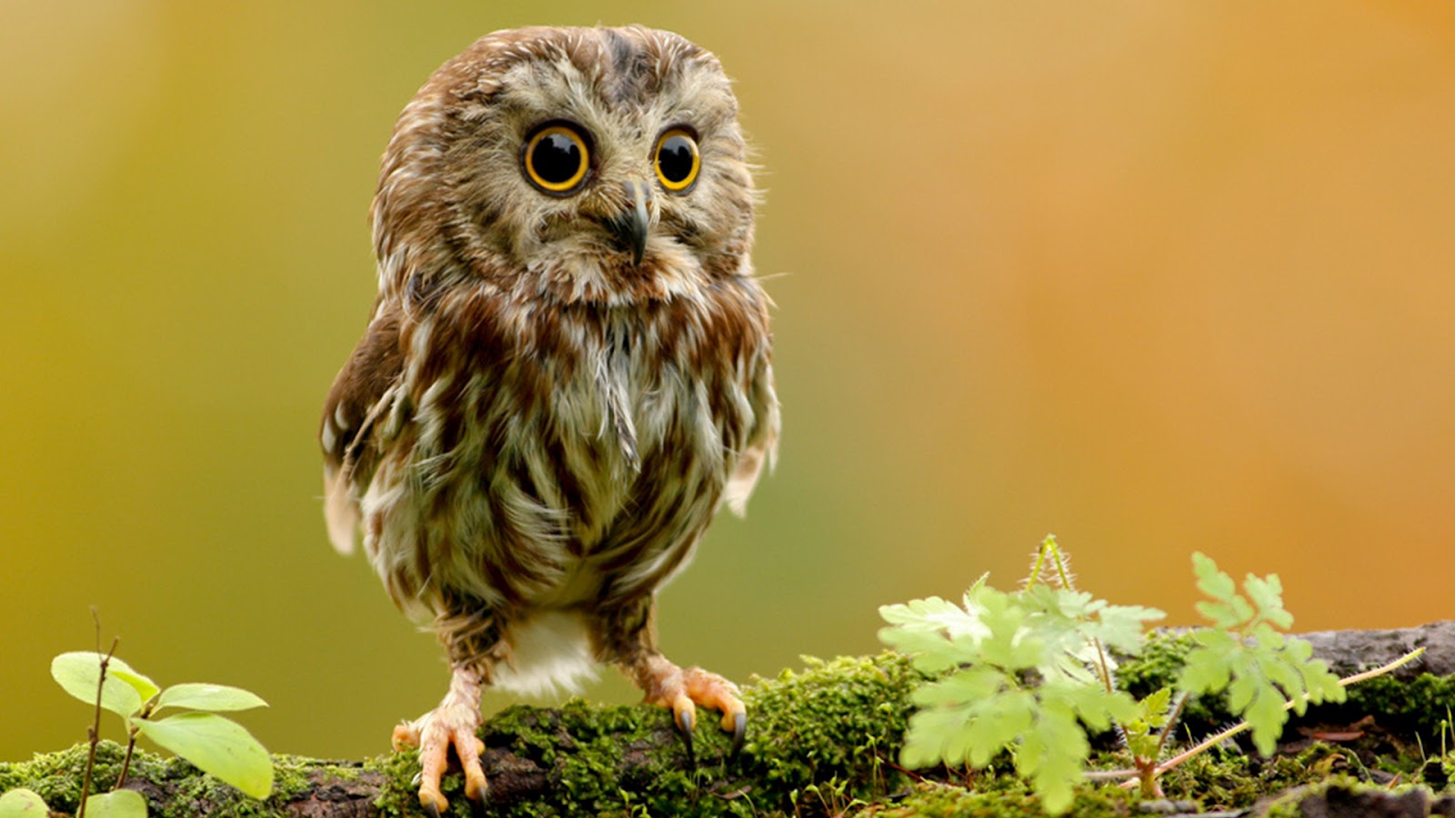 Amazed Looking Baby Owl HD Wallpaper