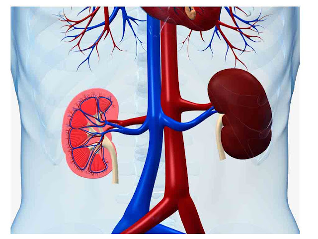 वृक्क के कार्य का नियन्त्रण |Regulation of Kidney's Function