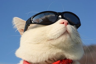 Cool Cat