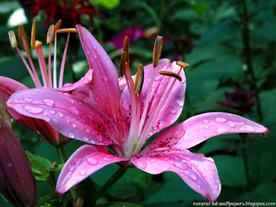 Beautiful Pink Flower