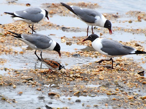 17. turnestones and gulls-kab