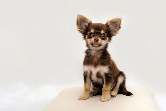 Hình Ảnh Chó Chihuahua -  Chihuahua Dog IMG