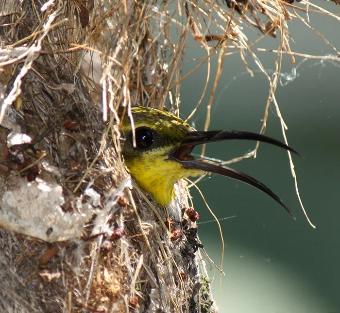 Sunbird sitting in her nest, panting due to the heat.